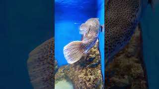 Another one fugu fish Takeshima Aquarium [upl. by Irrot]