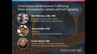 Endocytosis and Endosome Trafficking Roles in Coronavirus Uptake and Cell Signaling [upl. by Nacnud]