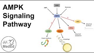 AMPK Signaling Pathway Regulation and Downstream Effects [upl. by Elohcim]