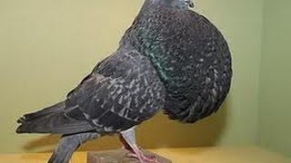 Top pigeon gaditano 2017 [upl. by Nogaem]