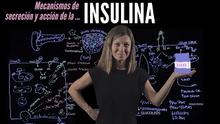 INSULINA mecanismos de secreción y activación de sus células diana [upl. by Claudette455]