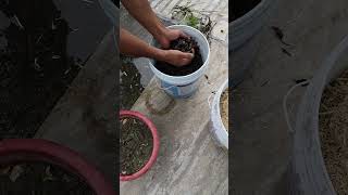 Jamun seed germination again shorts nature vipinkrishali [upl. by Schach637]