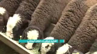 Lamb fattening  پرواربندی بره [upl. by Holihs789]