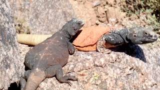 Phoenixs Fittest Male Chuckwalla Lizard Doing PushUps to Impress Girlfriend [upl. by Nojel]