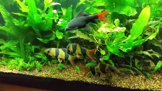 CLOWN LOACH Tank with PLANTS  Clown Loaches Chilling Out [upl. by Coyle]