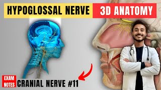 hypoglossal nerve anatomy  12th nerve anatomy  cranial nerve anatomy [upl. by Durst]