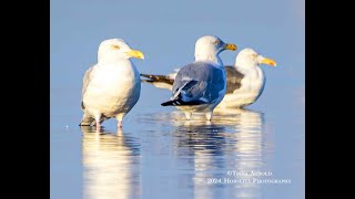 Fall Bird Migration  Part II Shorebirds 4K [upl. by Htrow]