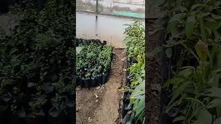 horticulture college visit video DhakadAgriculture1 [upl. by Aiem10]