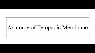 Anatomy of Tympanic Membrane [upl. by Edniya]