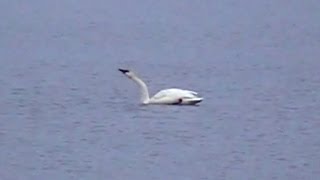 Trumpeter Swans Honking [upl. by Assirod]