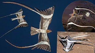 pennantwinged nightjar Caprimulgus vexillarius is a species of nightjar [upl. by Ahsiea]