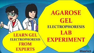 Agarose gel electrophoresis lab experiment  How to perform Gel electrophoresis in a lab [upl. by Wyck]