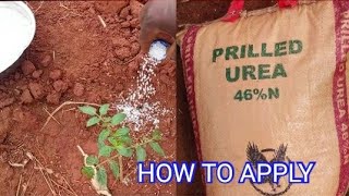 How to use urea fertilizer on plants [upl. by Ynatsyd587]