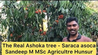 Saraca asoca The Real Ashoka plant Female Health tree ನಿಜವಾದ ಅಶೋಕ ವೃಕ್ಷದ ಉಪಯೋಗಗಳು [upl. by Ylera]