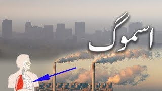 What is Smog How does it form and its effects  UrduHindi [upl. by Annaeerb109]