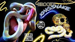 Kingsnake Care Guide [upl. by Kucik]