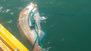 Rangitoto BIG SNAPPER glowbite grumpy squid [upl. by Seldan]