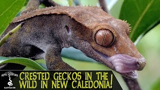 CRESTED GECKOS IN THE WILD Are we keeping them correctly New Caledonia 2018 [upl. by Feld588]