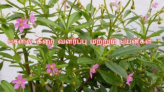 சிலோன் பசலை கீரை வளர்ப்பு மற்றும் பயன்கள்  Dos and Donts  Easy to grow Pest free plant [upl. by Lerim]