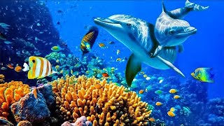 Relaxing Music to Relieve Stress Anxiety and Depression • Mind Body 🐬 Soothing music for nerves [upl. by Emmalyn]