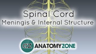 Spinal Cord  Meninges and Internal Structure  Anatomy Tutorial [upl. by Littlejohn]