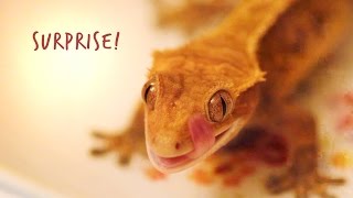 Crested Gecko Life Update [upl. by Maximilien]