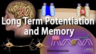 Long Term Potentiation and Memory Formation Animation [upl. by Breskin]