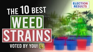 The 10 BEST WEED Strains Voted for by YOU [upl. by Katherin]