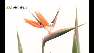 Strelitzia Reginae Paradijsvolgelbloem [upl. by Yznel]