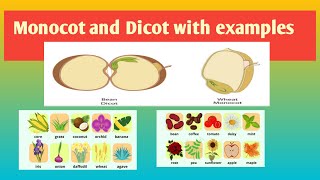 monocot and dicot with examples [upl. by Odo]