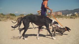 Camping Castell Mar Costa Brava Dog friendlly campsite [upl. by Mercorr]