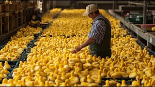 How American Farmers Raise Millions of Ducks and the Worlds Most Modern Processing Process [upl. by Hardigg]