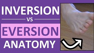 Inversion and Eversion of the Foot Ankle  Body Movement Terms Anatomy [upl. by Nollek973]