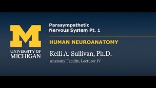 Nervous System Parasympathetic Nervous System part 1 [upl. by Zarla71]