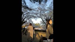 ショート動画４【弘前城ハート桜 桜祭りver】 [upl. by Nawj831]