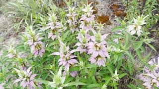 Mondays with Martha 164  Horsemint [upl. by Salmon]