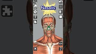 Anatomy  Muscle  Nasalis medical 3d anatomy head neckanatomy neck shorts [upl. by Ecinrahs]