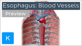 Blood vessels of the esophagus preview  Human Anatomy  Kenhub [upl. by Votaw]