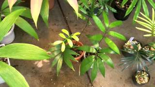 Cycads for the shade garden 1 [upl. by Bascomb]