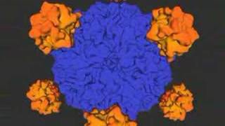 PhiX 174 Virus Capsid Assembly [upl. by Bahner342]