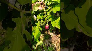 Brinjal fry with rava special recirpe food brinjal [upl. by Euqirne]