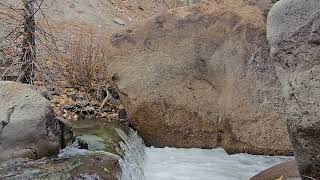 Close Up View Of Water Flowing Over LogFall 2024 Eastern Sierra [upl. by Khudari]