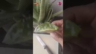 Enraiza Fácilmente Tus Esquejes De Limón 🍋O Otras Plantas Con El Aloe Vera shorts [upl. by Alleusnoc]