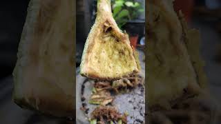 Desert Rose Root Rot Removal Process [upl. by Noskcire]