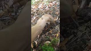 boletus porcini hribi mushroom autumn nature [upl. by Amikehs]