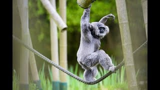 360Video Tierpark Hellabrunn in München  DW Deutsch [upl. by Ellehsal769]