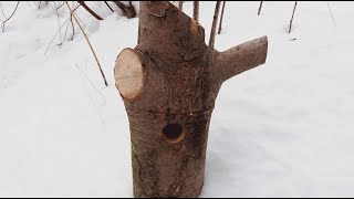 Selbst bauen Nistkasten in einem Baumstamm [upl. by Bowie]