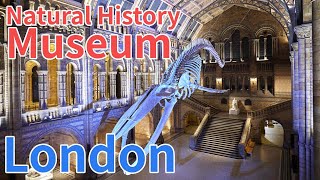 The Beautiful Natural History Museum in London UK [upl. by Jaworski501]