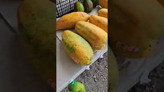 Mamon mamoncillo ¿Cómo le dicen en tu país miami fruta mamon [upl. by Gwendolen51]