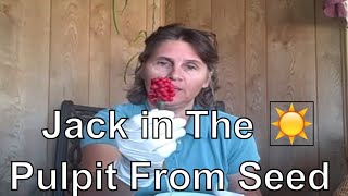 See Results from Planting Jack In The Pulpit From Seed [upl. by Ossie433]